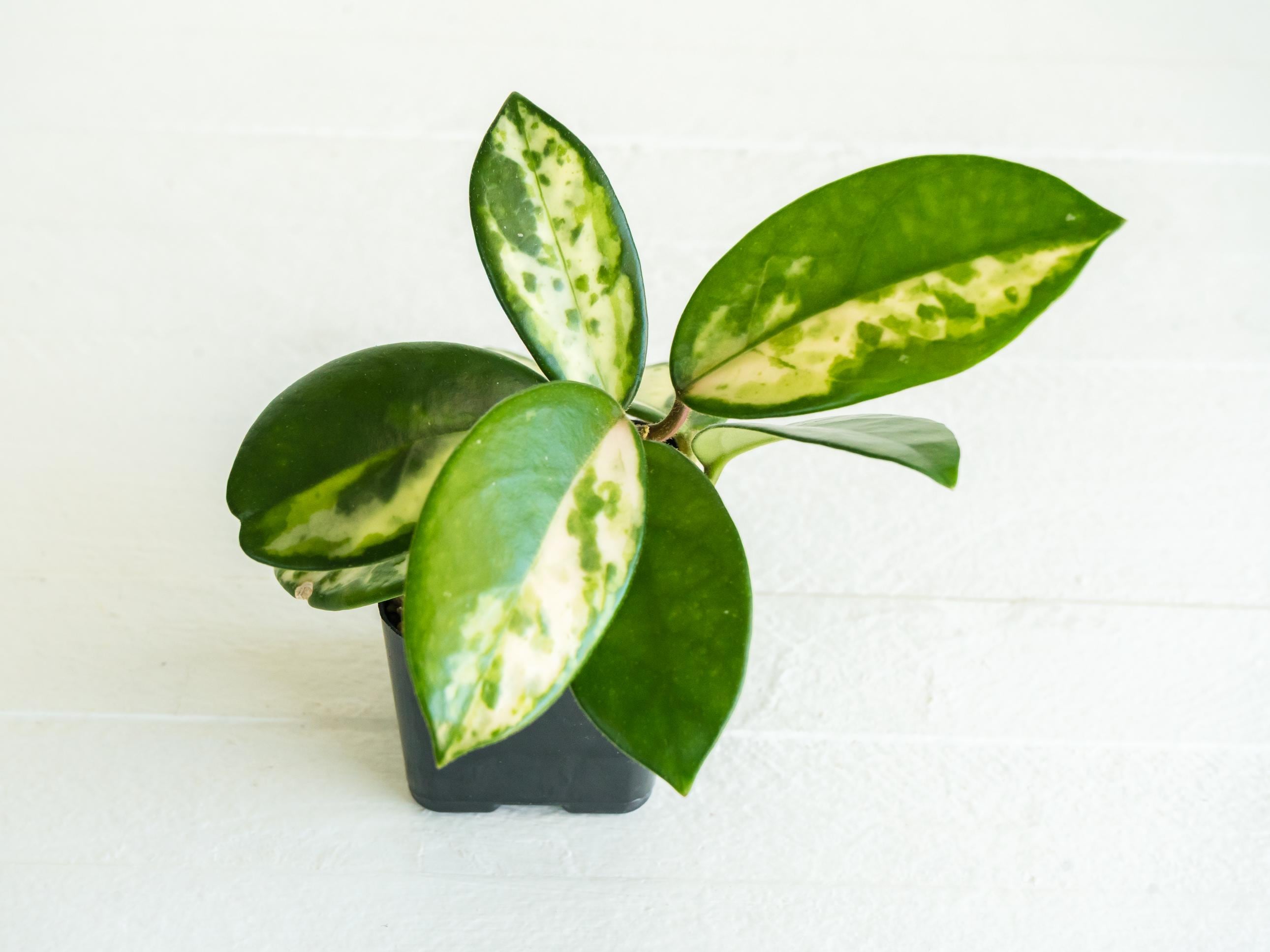 ホヤ　マダラ　 angel Hoya Carnosa Madara 'Snow Angel' (HCMSA1) 🌱 – Next World