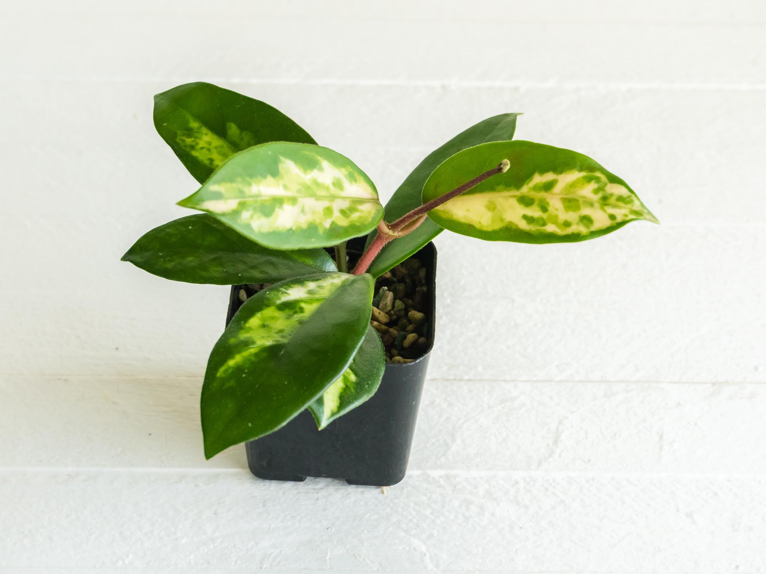 ホヤ マダラ angel Hoya Carnosa Madara 'snow Angel's - Etsy