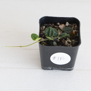 May include: A small Hoya plant with dark green, rounded, succulent-like leaves growing in a black square plastic pot filled with rocky soil. A white circular sticker with the handwritten text #1F is attached to the front of the pot.