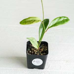 Hoya &#39;Jita Silver&#39; | 2-Inch | Exact Plant | Free Live Arrival Guarantee