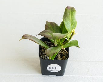Hoya obscura (Silver) | 2-Inch | Exact Plant | Free Live Arrival Guarantee
