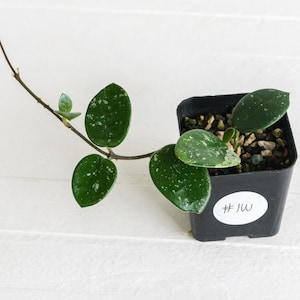 Hoya &#39;Mathilde&#39; | 2-Inch | Exact Plant | Free Live Arrival Guarantee
