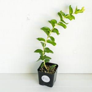 Hoya cumingiana (Inner Variegated) | 2-Inch | Exact Plant | Free Live Arrival Guarantee