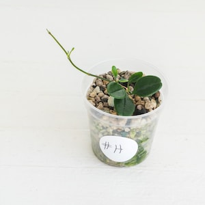 May include: A small green plant with dark, oval-shaped leaves and a single thin vine extending outward, planted in a clear plastic cup filled with a rocky substrate. A white circular sticker with the handwritten text #H is on the cup.