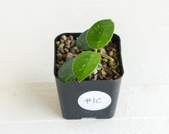 Hoya Mathilde  | 2-Inch | Exact House Plant | Rooted Cuttings with New Growth | US Seller | Free Insulation