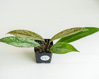 US Seller- RARE Hoya Pubicalyx Albomarginata Outer Variegated