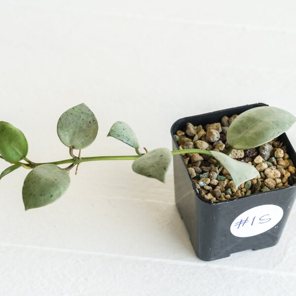 Hoya Lacunosa Silver Mint Coin | 2-Inch | Exact House Plant | Rooted with New Growth | US Seller | Free Insulation