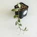 see more listings in the Small Leaf Hoya section
