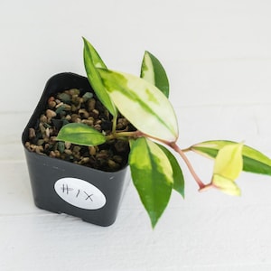 Hoya walliniana (Variegada Interior) / 2 pulgadas / Planta exacta / Garantía de llegada viva gratuita