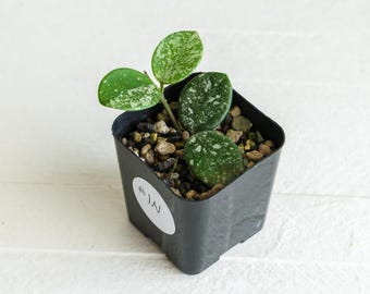 レア　ホヤ　ヴァンヴィエン hoya vangviengiensis レア ホヤ ヴァンヴィエン hoya vangviengiensis Hoya