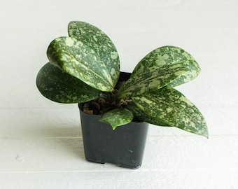Hoya Lyi Noid - Etsy