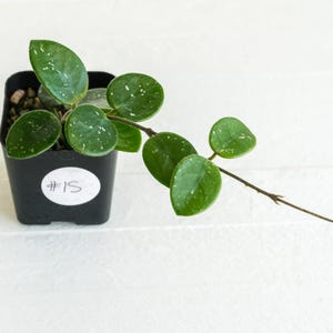 Hoya &#39;Mathilde&#39; | 2-Inch | Exact Plant | Free Live Arrival Guarantee