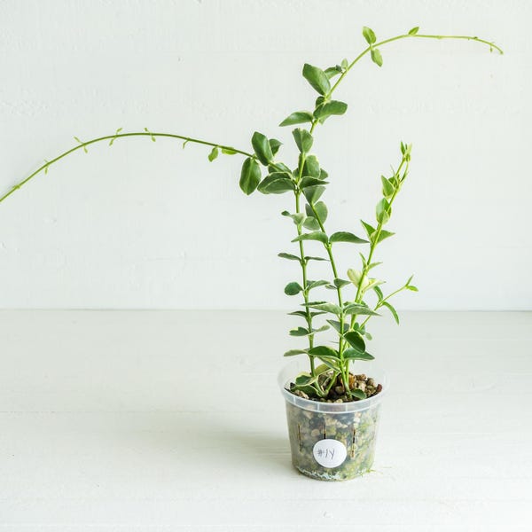 Hoya cumingiana (Albo | Outer Variegated) | Exact Plant Shown | Rooted in 3-Inch Pot