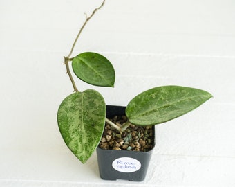 Hoya Rime Splash | 2-Inch | Exact House Plant  | Rooted Cutting with New Growth | US Seller | Free Heat Pack and Insulation