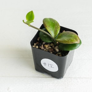 Hoya Lyi Noid - Etsy