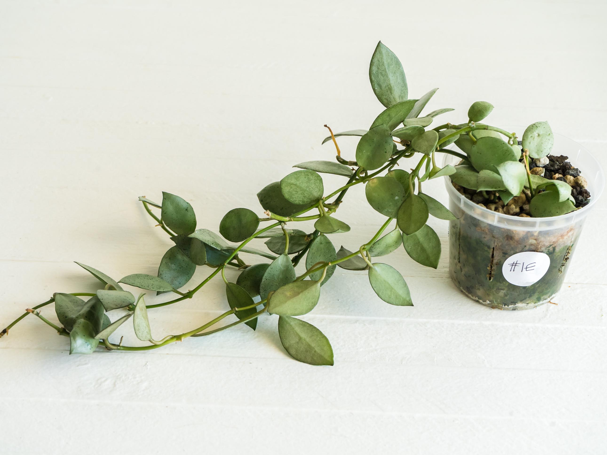 Hoya Lacunosa 'silver Mint Coin' | 3-inch | Exact Plant