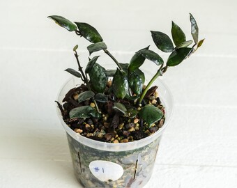 Hoya Krohniana Black | 3-Inch | Exact House Plant | Rooted Cuttings with New Growth | US Seller | Free Insulation