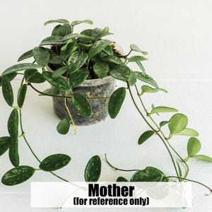 Hoya lima (Splash) | 2-Inch | Exact Plant | Free Live Arrival Guarantee image 4