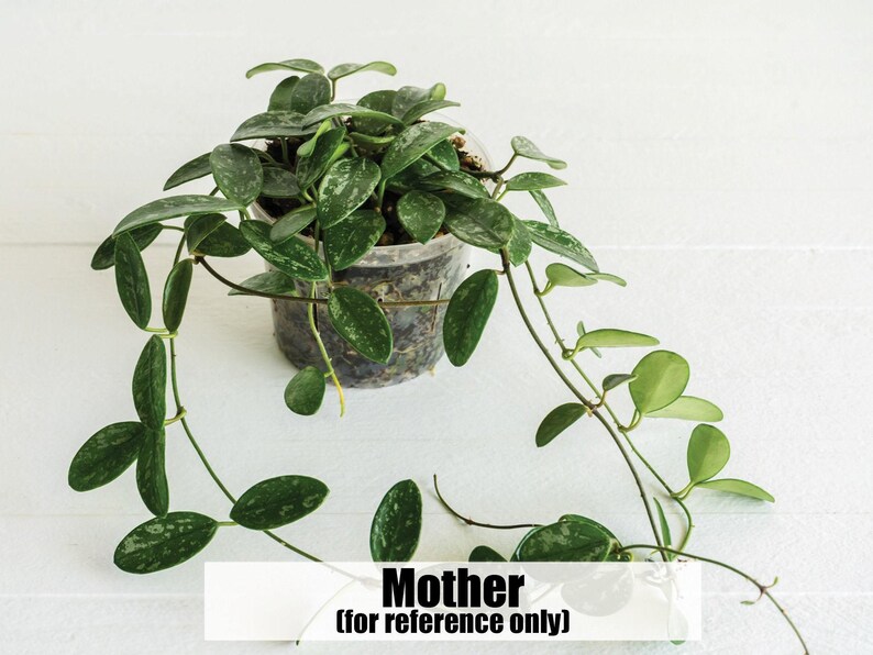 Hoya lima (Splash) | 2-Inch | Exact Plant | Free Live Arrival Guarantee image 4
