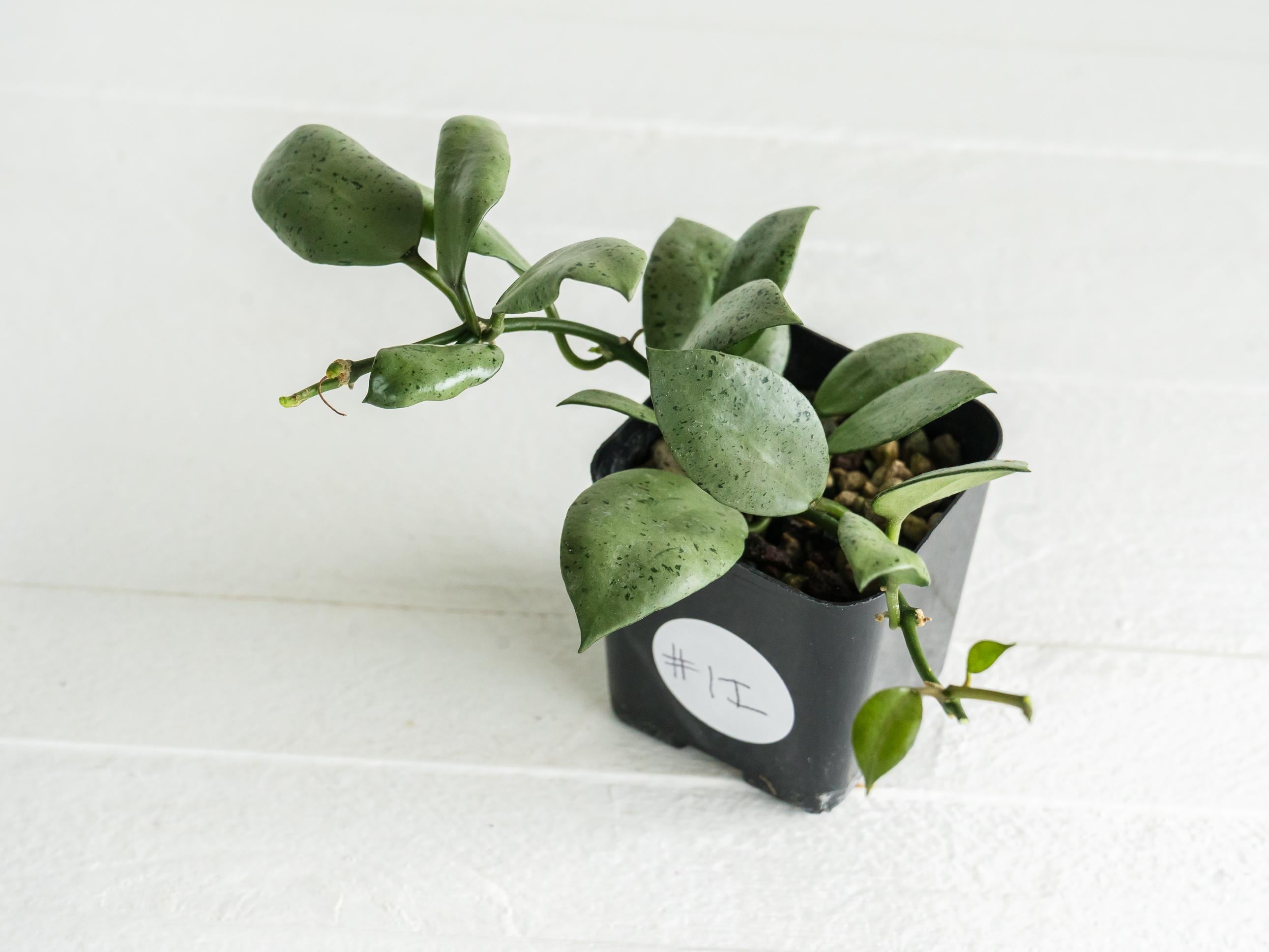 Hoya Lacunosa 'silver Mint Coin' | 2-inch | Exact Plant | Free