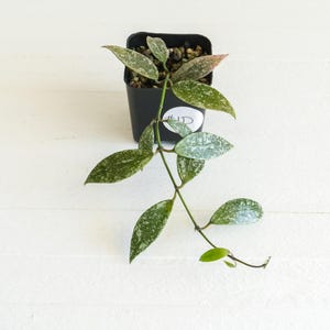 Hoya lacunosa &#39;Laos Full Splash&#39; | 2-Inch | Exact Plant | Free Live Arrival Guarantee