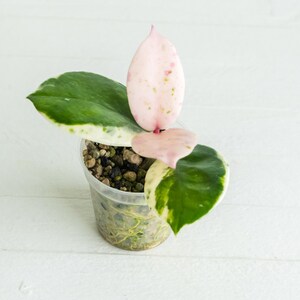 Hoya Carnosa Madara Snow Angel - Etsy