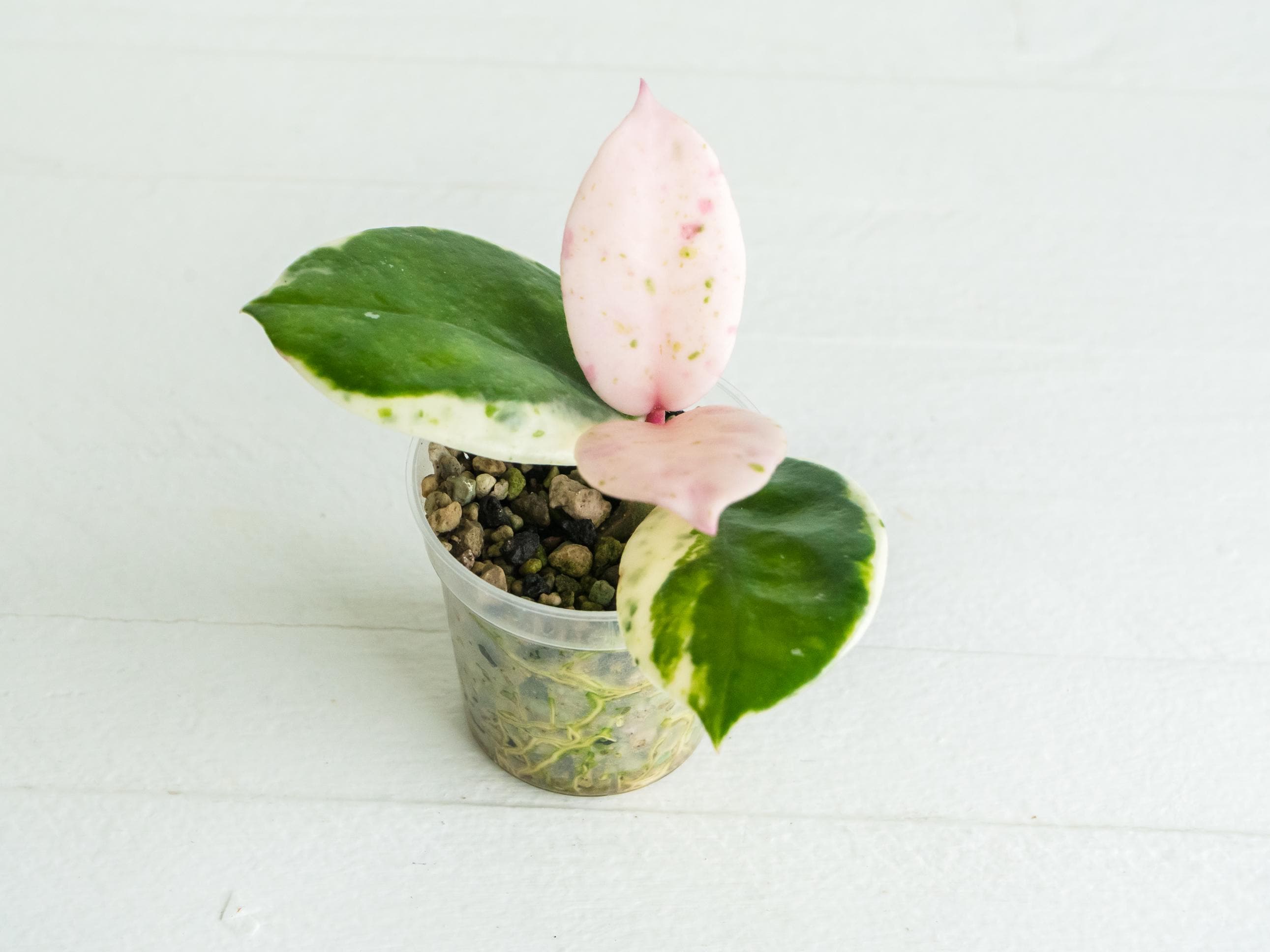 Hoya Carnosa Madara Snow Angel - Etsy