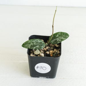 May include: A small potted plant with two green and white speckled leaves and a thin stem. The plant is in a black square pot with the number "#30" on a white sticker. The pot is filled with small pebbles.