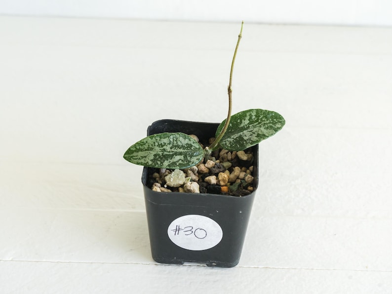 May include: A small potted plant with two green and white speckled leaves and a thin stem. The plant is in a black square pot with the number "#30" on a white sticker. The pot is filled with small pebbles.