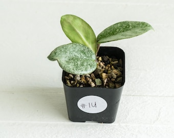 Hoya carnosa &#39;Nova Ghost&#39; | 2-Inch | Exact Plant | Free Live Arrival Guarantee