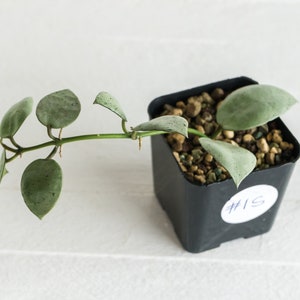 Hoya Lacunosa Silver Mint Coin | 2-Inch | Exact House Plant | Rooted with New Growth | US Seller | Free Insulation