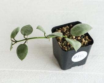 Hoya Lacunosa Silver Mint Coin | 2-Inch | Exact House Plant | Rooted with New Growth | US Seller | Free Insulation