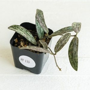 Hoya sigillatis | 2-Inch | Exact Plant | Free Live Arrival Guarantee