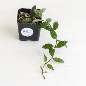 Hoya Lacunosa 'perangin Durian' IML-1896 | 2-inch | Exact Plant