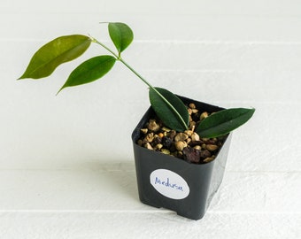 Hoya Medusa | 2-Inch | Exact House Plant  | Rooted Cutting with New Growth | US Seller | Free Insulation