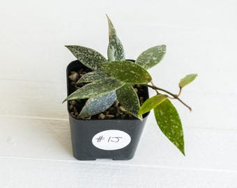 Hoya lacunosa 'Laos Full Splash' | 2-Inch | Exact Plant | Free Live Arrival Guarantee