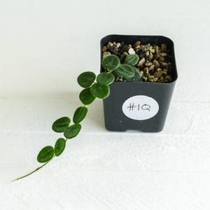 Hoya serpens | 2-Inch | Exact Plant | Free Live Arrival Guarantee