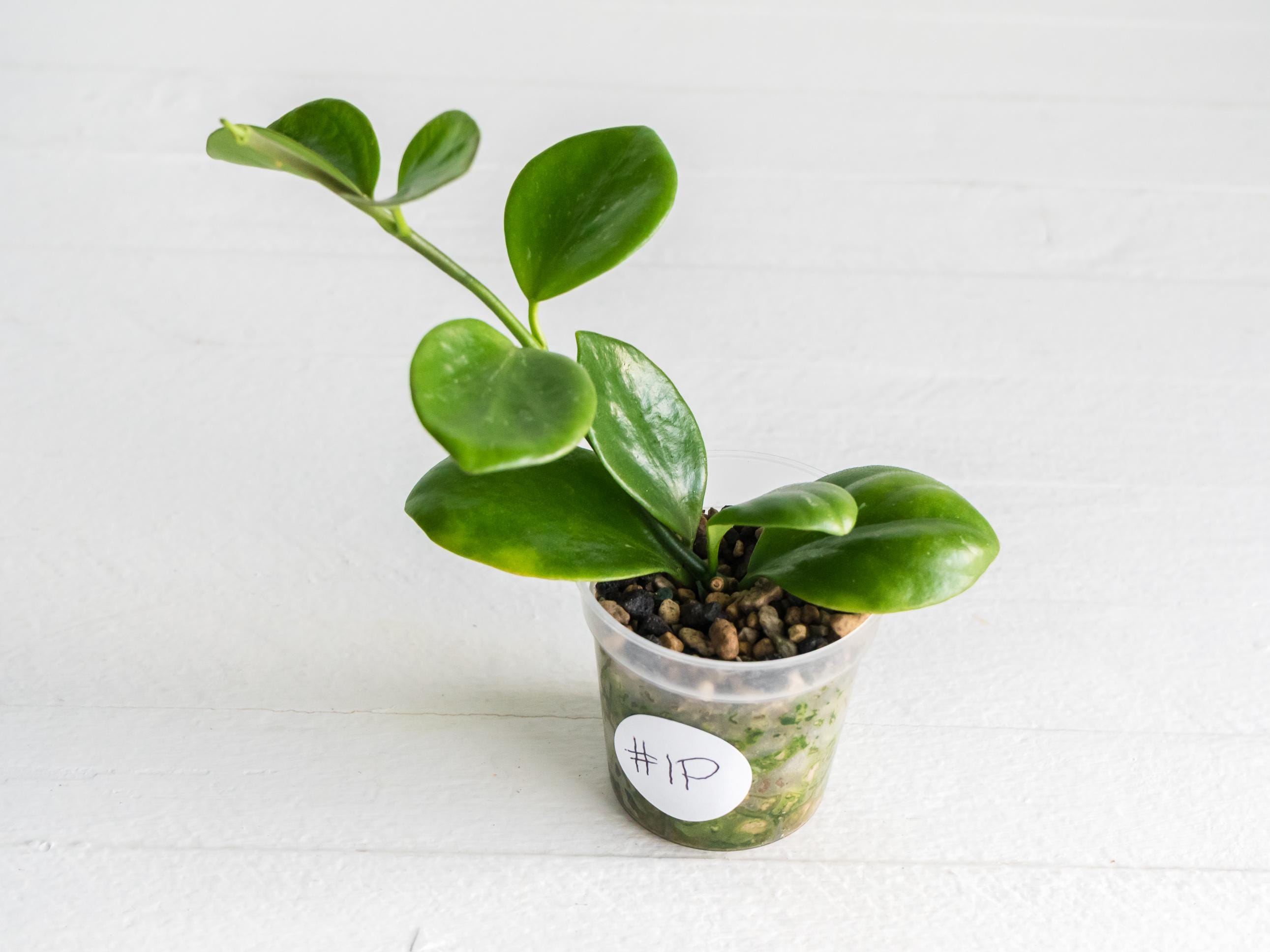 Hoya Lyi Noid - Etsy