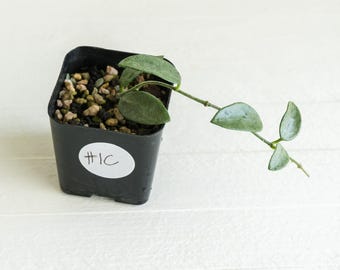 Hoya lima (Silver) | 2-Inch | Exact Plant | Free Live Arrival Guarantee