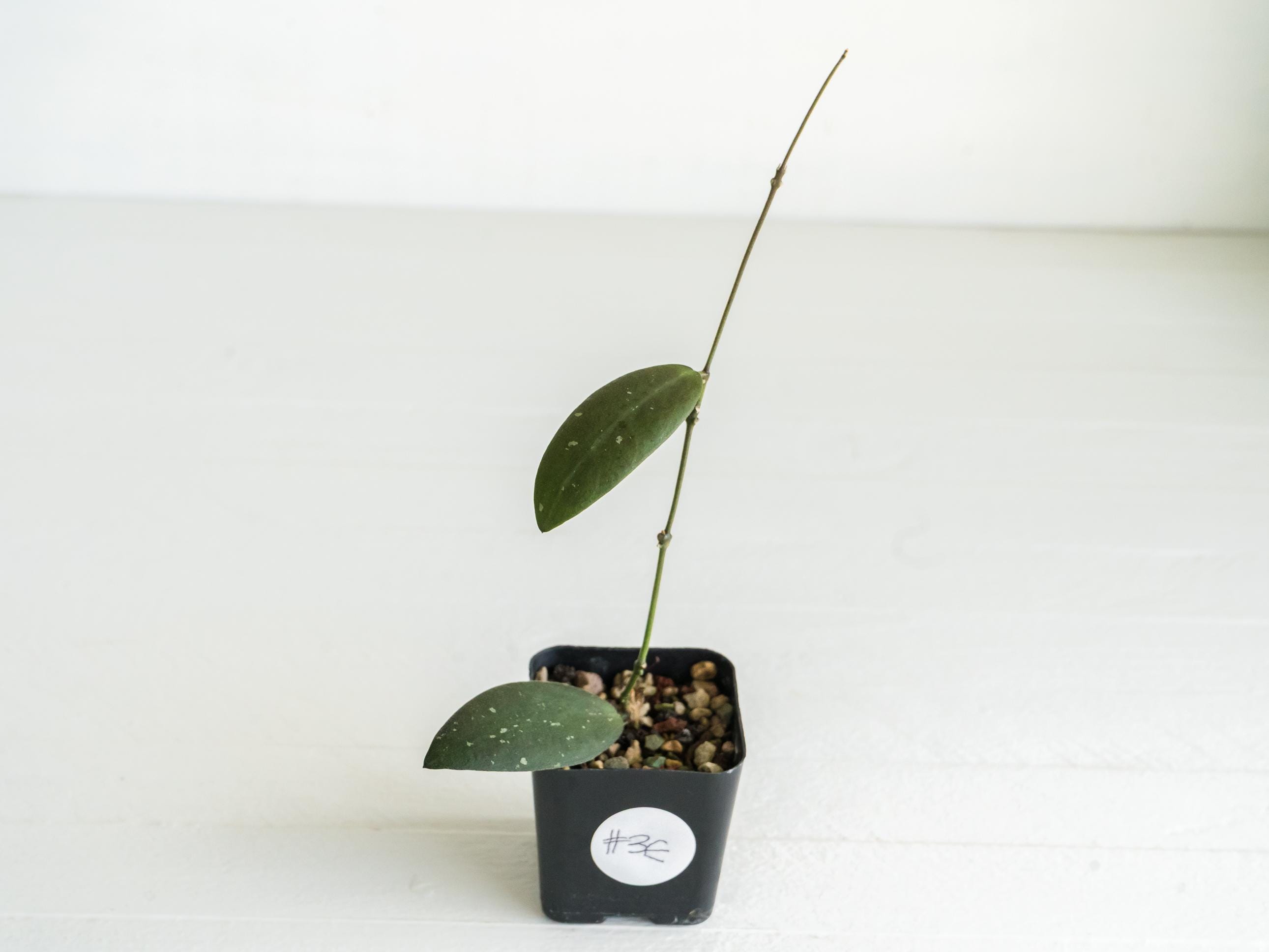 Hoya Sabah 'dragonfly' (EPC-960) | 2-inch | Exact Plant | Free