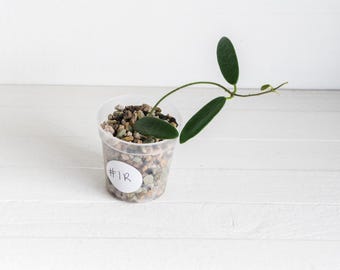 Hoya Lyi Noid - Etsy