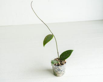 Hoya Lyi Noid - Etsy