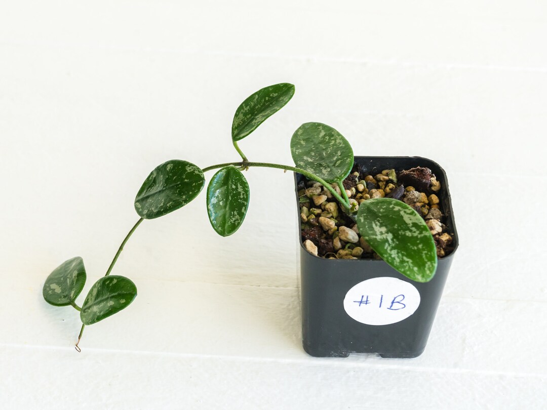 Hoya Lima Splash 2-inch Exact House Plant Rooted Cutting With New
