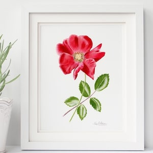 RED ROSE FLOWER art print, botanical art print, watercolor painting, red flower art print, flower print, floral print, flower wall art, red