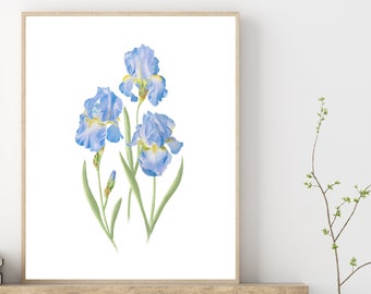 BEARDED IRIS PRINT, blue iris watercolor painting, iris bedroom wall art, blue flower artwork, iris botanical wall decor, iris illustration