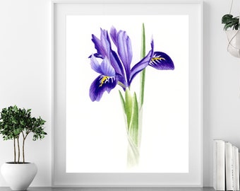 PURPLE IRIS ART print, iris botanical print, iris watercolor painting, iris floral print, iris wall art, iris illustration, purple flower