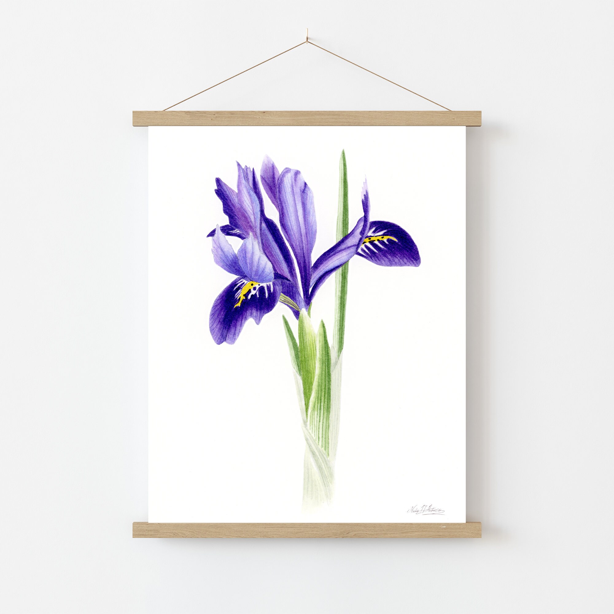 PURPLE IRIS ART Print Iris Botanical Print Iris Watercolor - Etsy