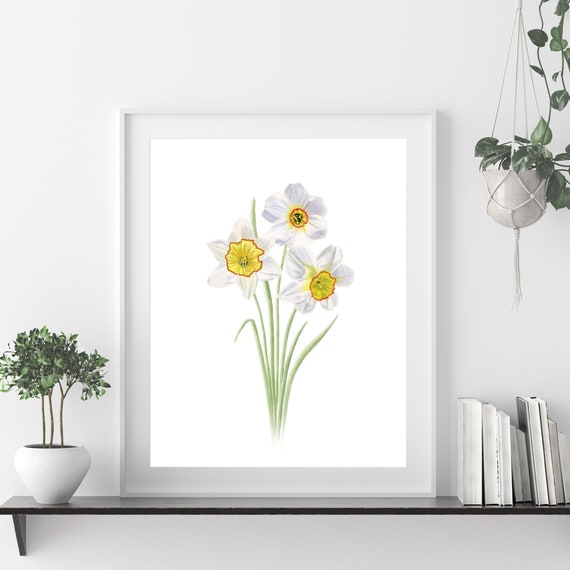 Daffodil, Narcissus available as Framed Prints, Photos, Wall Art and Photo  Gifts