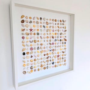Könnte beinhalten: Ein gerahmtes Kunstwerk mit einer Sammlung verschiedener Muscheln in einem Rastermuster. Die Muscheln sind in Beige-, Braun- und Weißtönen gehalten, mit einigen rosa und schwarzen Muscheln. Zwei rote Seesterne sind enthalten. Der Rahmen ist weiß.