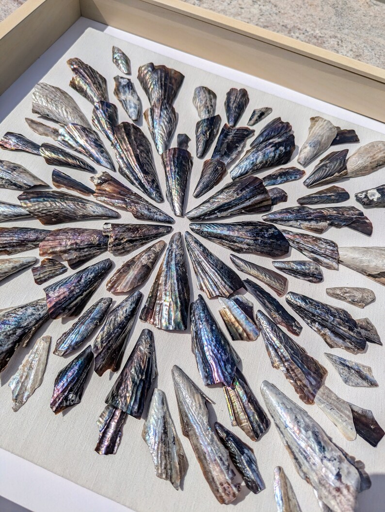 Breathtaking Pen Shell Seashell Collage I - Natural Mother of Pearl ...